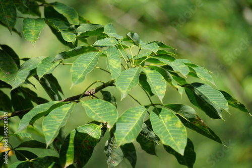 Hevea brasiliensis (Also called Para rubber tree, sharinga tree, seringueira, rubber tree, rubber plant, para) in the field. This plant produces latex