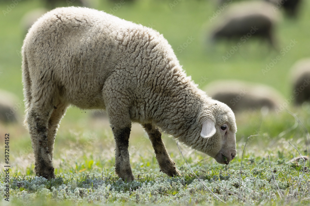 In the peaceful pasture, a lamb grazes contentedly, surrounded by a sea of emerald green grass. Its woolly coat is pure and white, contrasting beautifully with the verdant landscape. In the peaceful pasture, a lamb grazes contentedly, surrounded by a sea of emerald green grass. Its woolly coat is pure and white, contrasting beautifully with the verdant landscape.