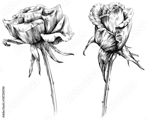 Rose flower isolated on white. hand drawn vintage illustration.