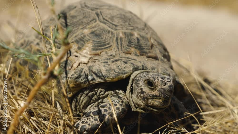 Close-up of a large land turtle lying on dry yellow grass. Summer, sunny day Close-up of a large land turtle lying on dry yellow grass. Summer, sunny day
