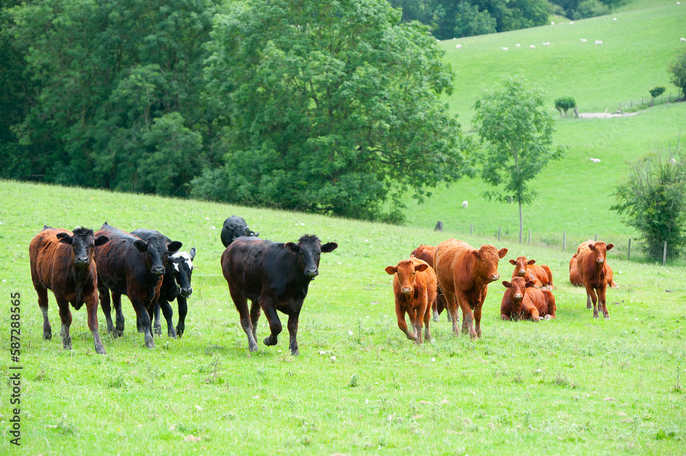 The young cows are standing in the green pasture.