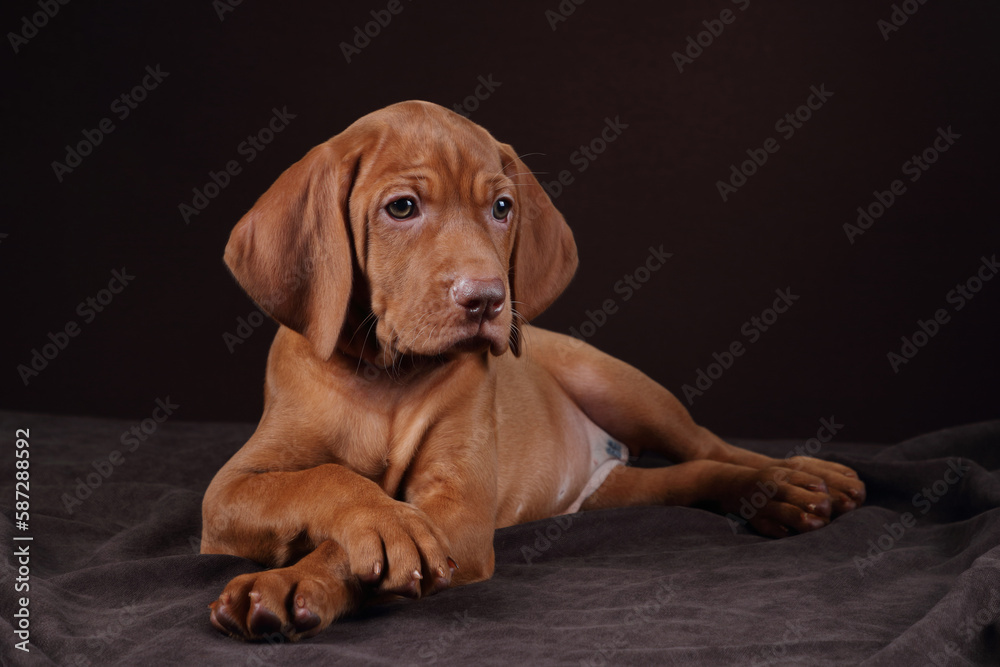 Cute Hungarian Vizsla puppy. Funny puppy with big ears Cute Hungarian Vizsla puppy. Funny puppy with big ears
