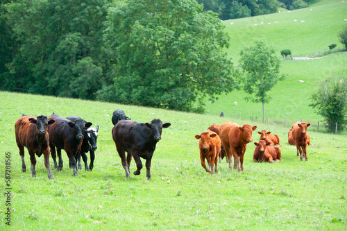 The young cows are standing in the green pasture.