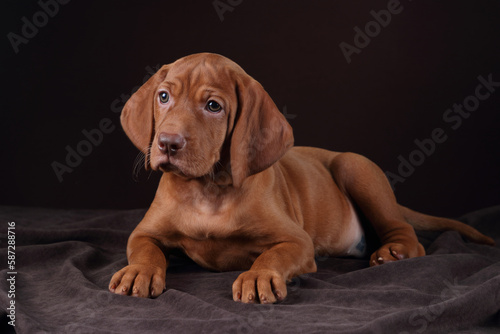 Cute Hungarian Vizsla puppy. Funny puppy with big ears
