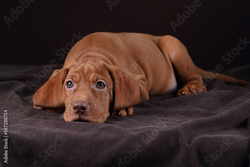 Cute Hungarian Vizsla puppy. Funny puppy with big ears © adyafoto