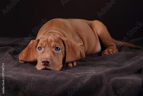 Cute Hungarian Vizsla puppy. Funny puppy with big ears