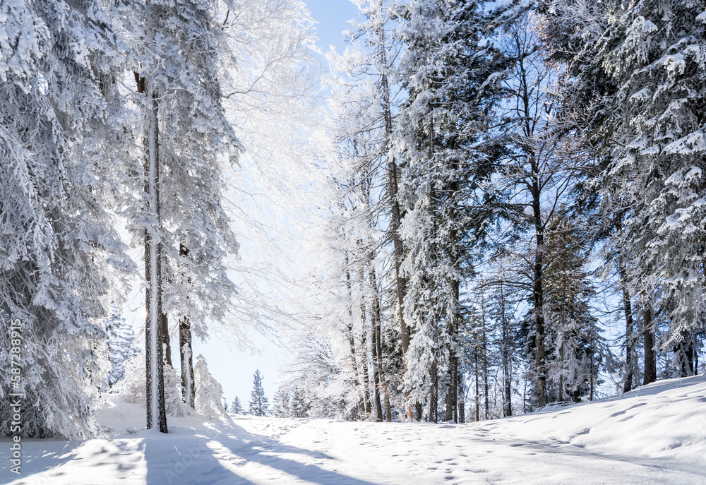 Fototapeta premium Winter forest in Seefeld, Austria