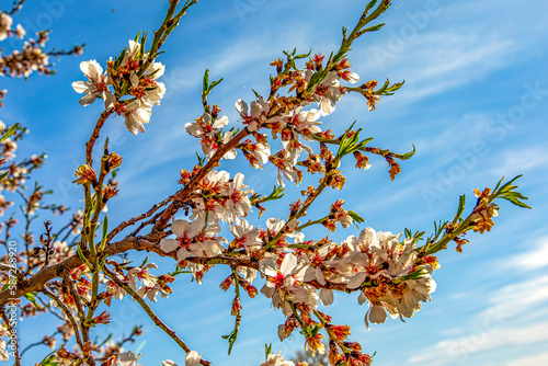 Beautiful almond tree branches in full bloom under the blue sky in early spring, this is a spectacular and very beautiful scenery of the countryside.