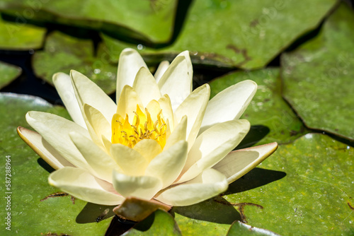 Yellow water lily in the pond