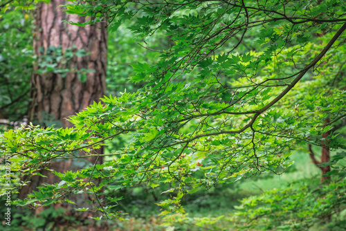 Acer palmatum - Japanese maple tree green leaves