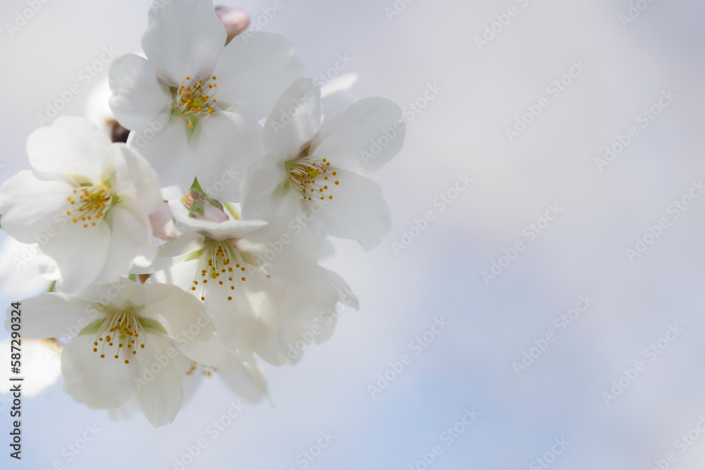 桜の花が咲いた春の風景 桜の花が咲いた春の風景