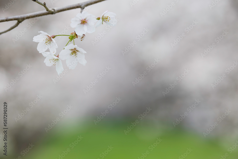 桜の花が咲いた春の風景