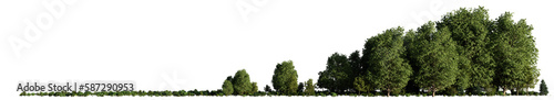 small grove, trees and bushes in an open forest landscape, isolated on transparent background banner  © dottedyeti