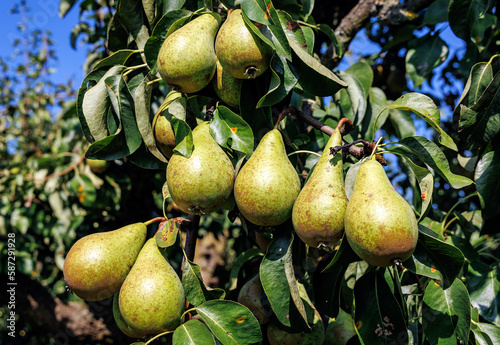 Photos Conference pear tree in a garden on a Polish countryside