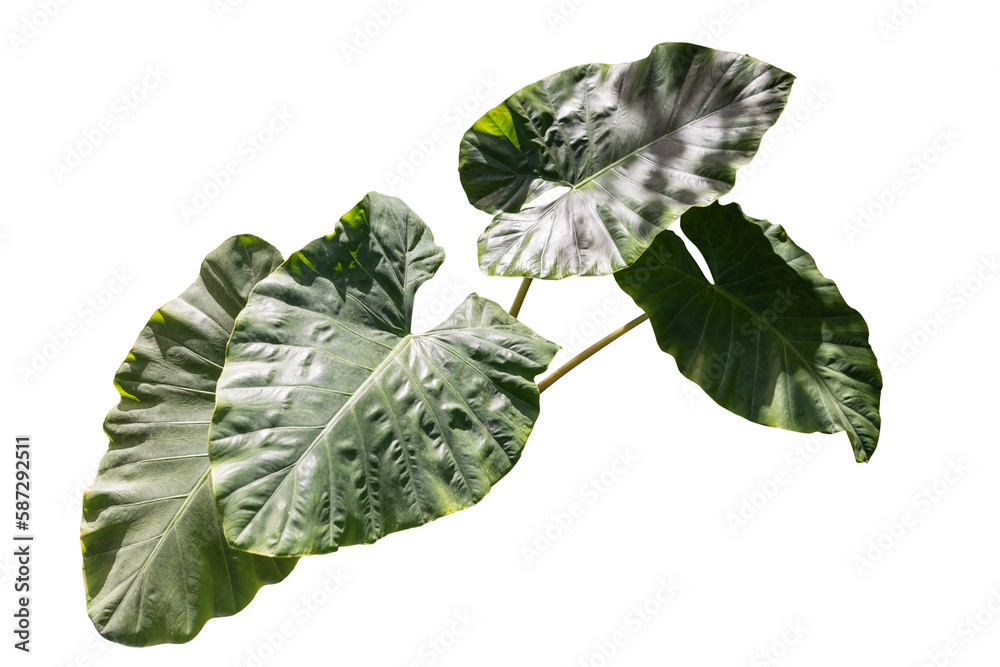 Alocasia Mycorrhiza transparency background Stock Photo | Adobe Stock