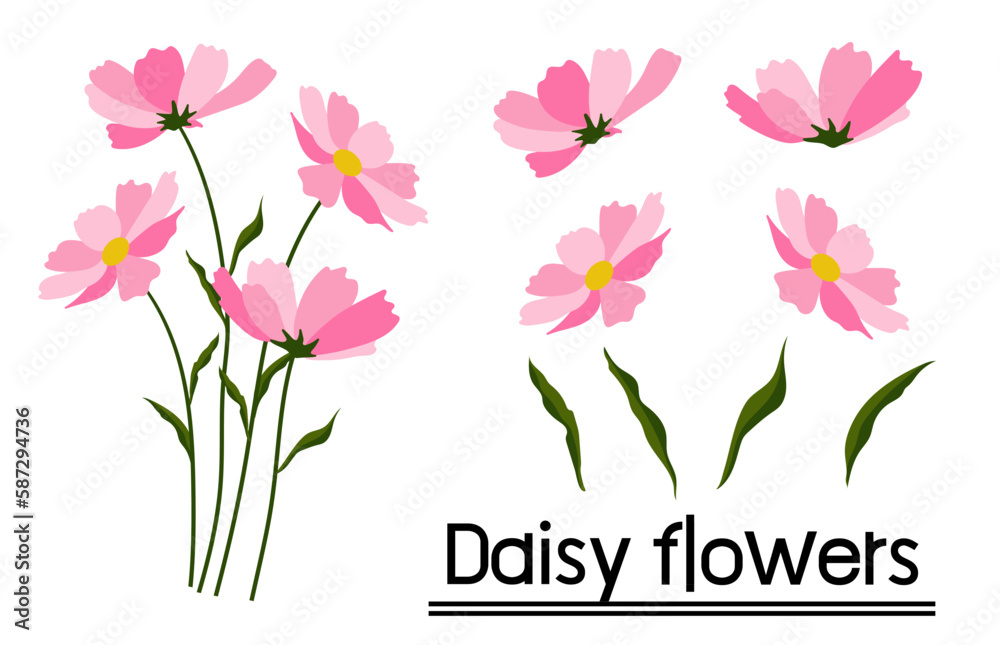 Daisy flower background.Eps 10 vector.