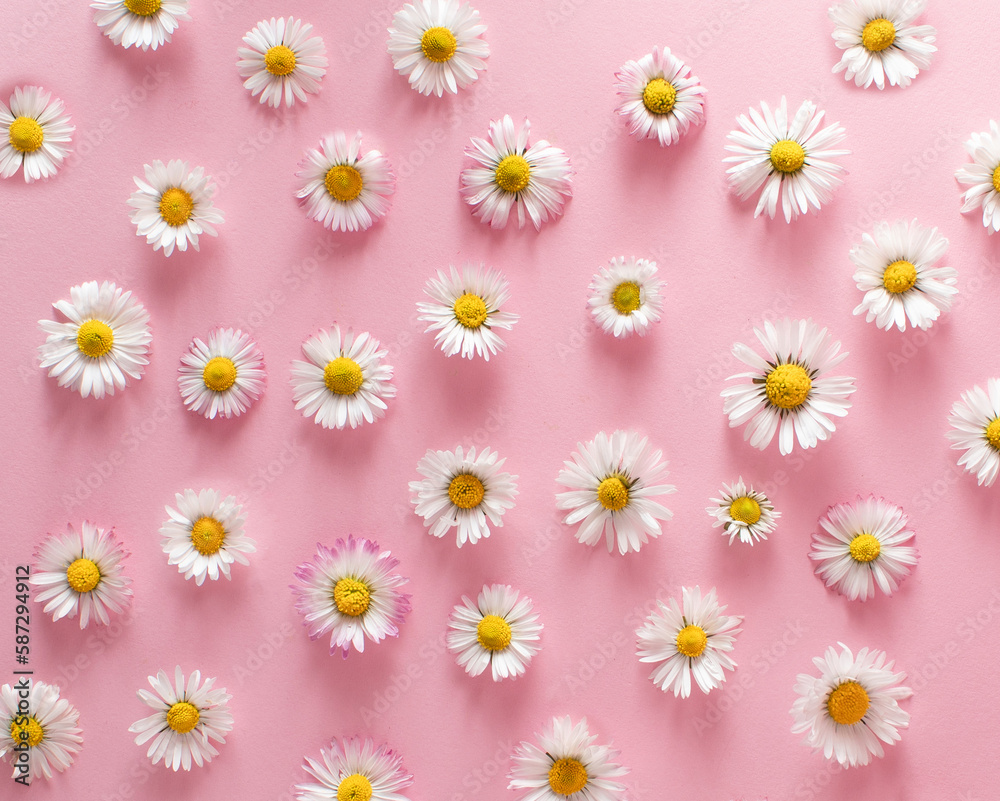 Top view of daisy flowers on pink background. Minimal flat lay concept. Top view of daisy flowers on pink background. Minimal flat lay concept.