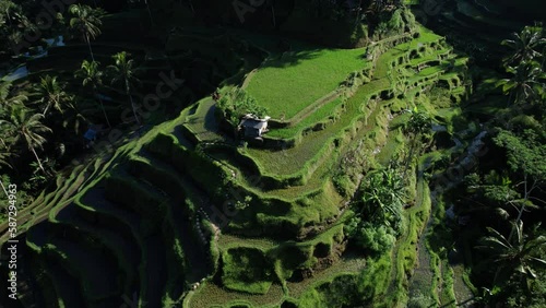 One lower hill banded with stepped rice fields, aerial camera fly around. Dark shadows and bright morning sun, young rice planted recently and paddy flooded with water photo