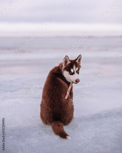 Funny husky puppy with a stick in its mouth, sitting by the ice river, looking at camera