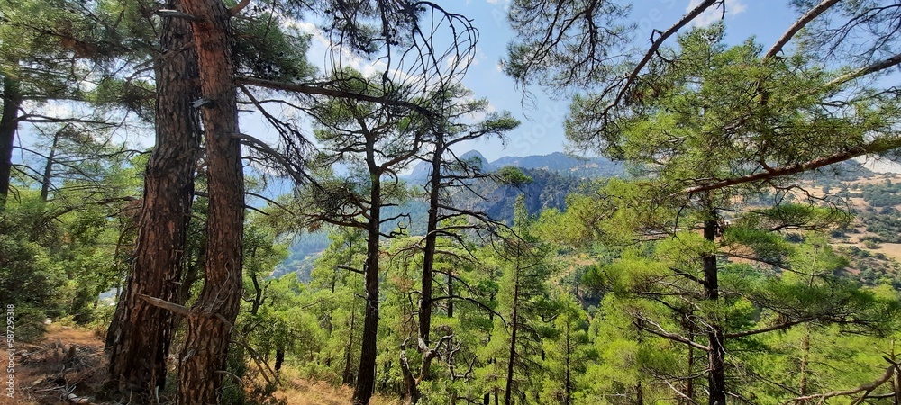 trees in the forest trees in the forest