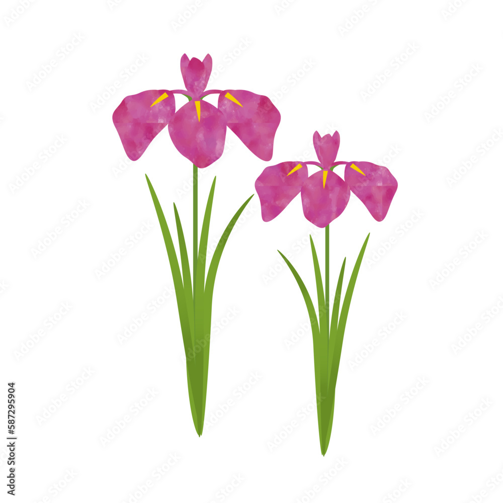 菖蒲の花のイラスト 菖蒲の花のイラスト