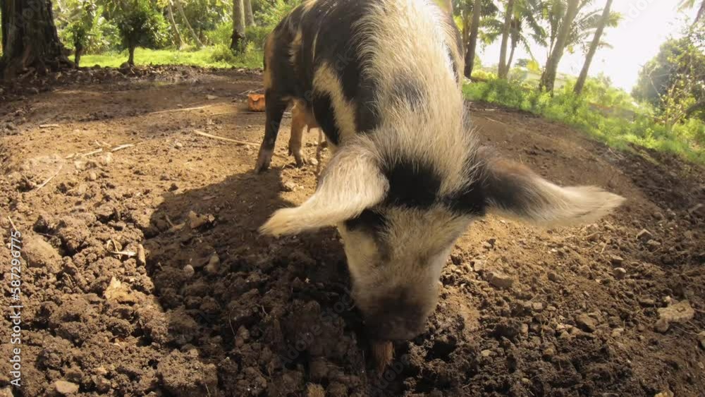 close up still view of a domestic animal of huge black and white mama female boar pig being tie on the leg snuffing the dirt mud ground looking for food and looking up walking away in outdoor nature close up still view of a domestic animal of huge black and white mama female boar pig being tie on the leg snuffing the dirt mud ground looking for food and looking up walking away in outdoor nature