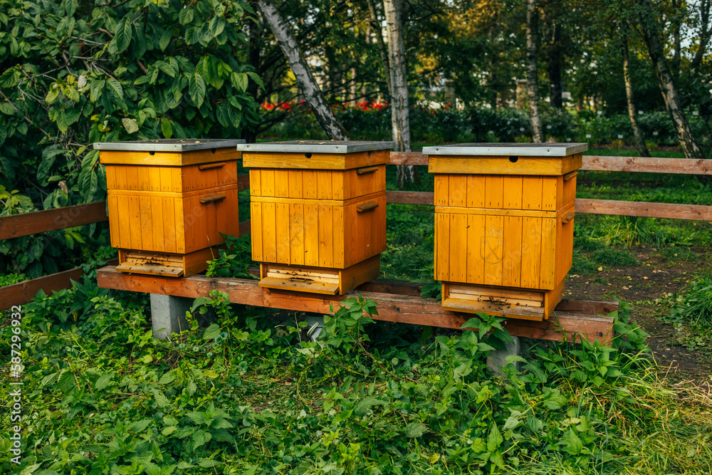 Hives in the apiary with bees flying to the landing boards. beekeeping. High quality photo Hives in the apiary with bees flying to the landing boards. beekeeping. High quality photo