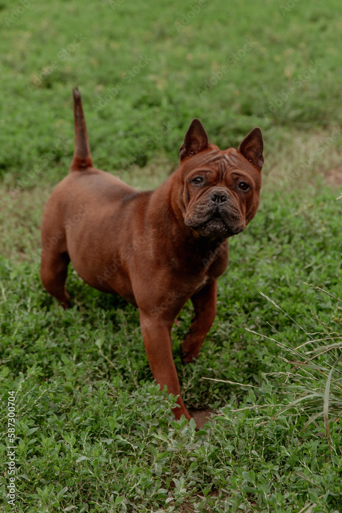 Rare breed of Chongqing of red color on the grass Rare breed of Chongqing of red color on the grass