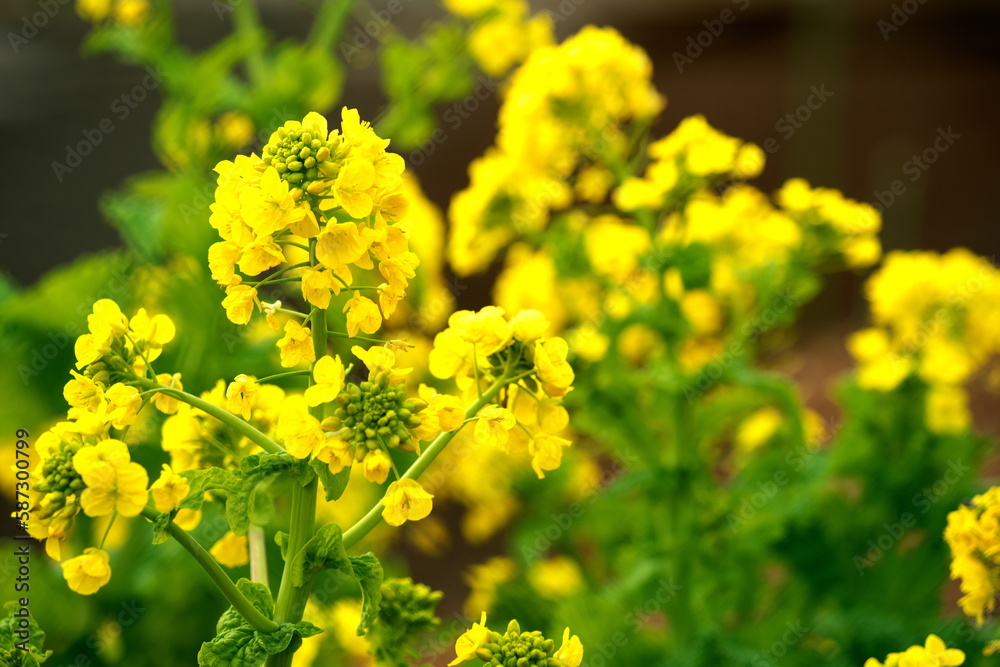 春を告げる黄色い菜の花 春を告げる黄色い菜の花