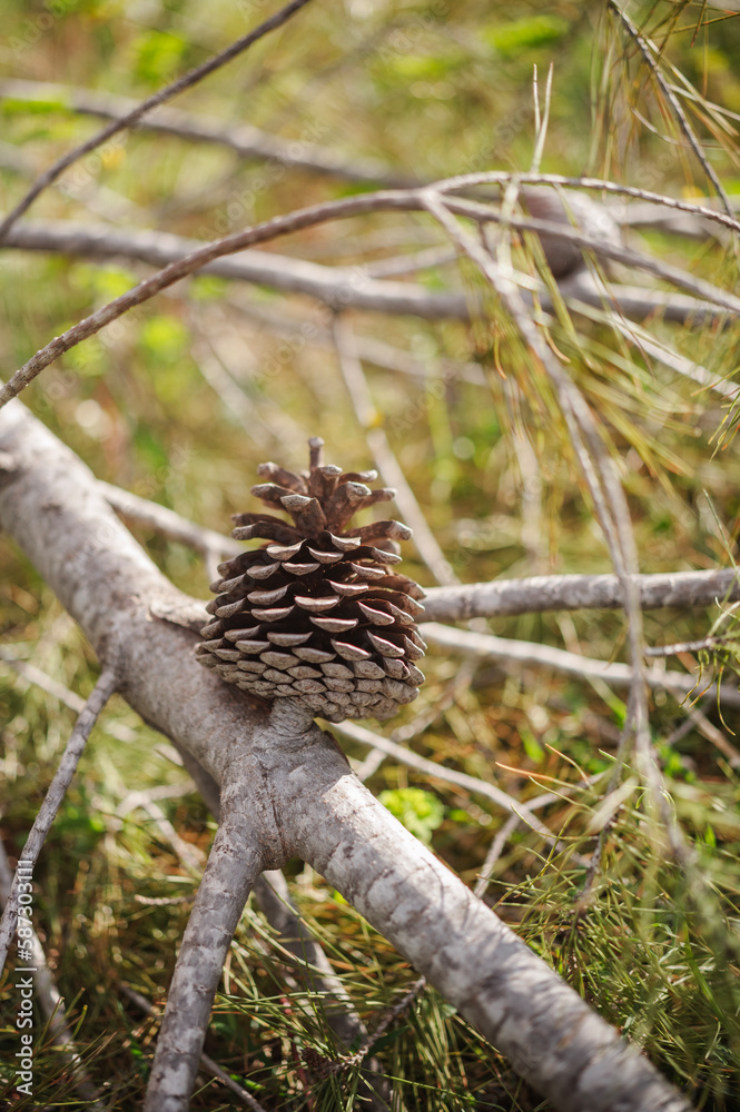 Fototapeta premium pomme de pin sur sa branche