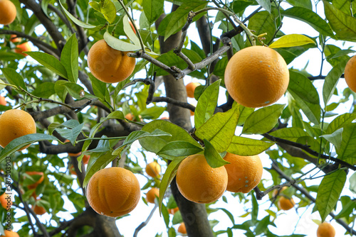 Lemon tree grove in Limone del Garda in a sunny day, Lake - lago - Garda, Lombardy, Italy