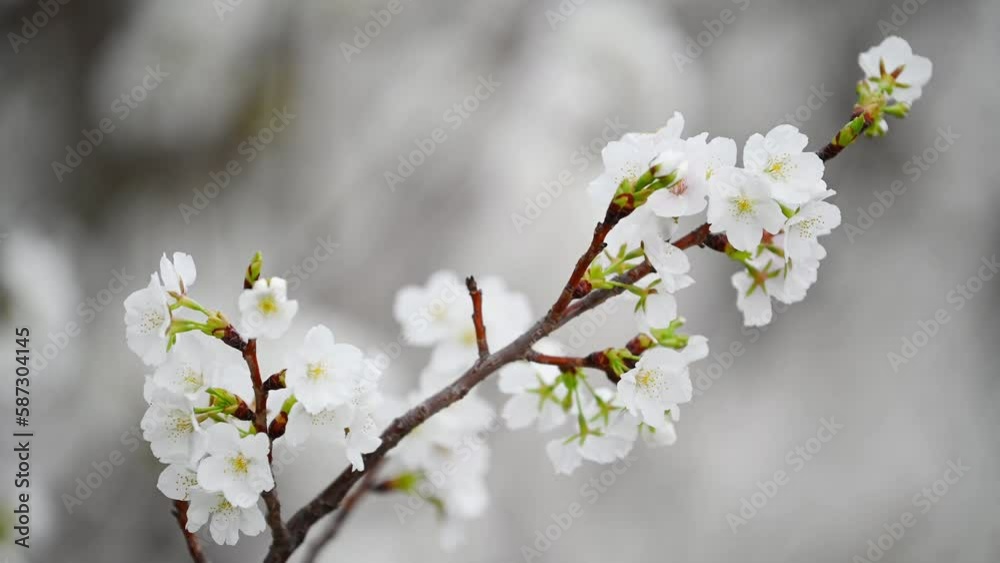 Sakura flowers Cherry blossom in Japan sway in the breeze with patterns forming from their shape and the way sunlight and shadow is falling on the flowers. Sakura flowers Cherry blossom in Japan sway in the breeze with patterns forming from their shape and the way sunlight and shadow is falling on the flowers.