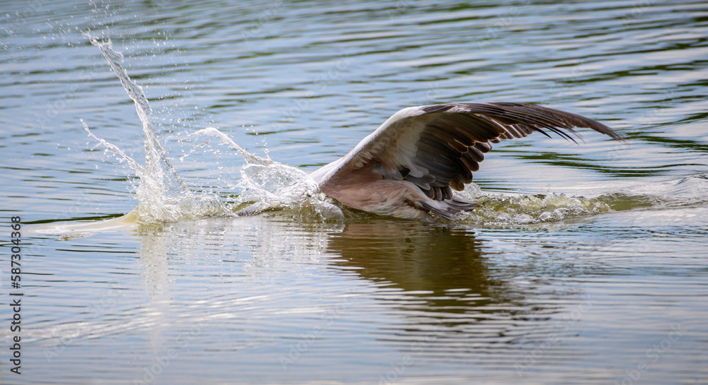 Obraz premium Spot-billed pelican diving on the lagoon in the morning