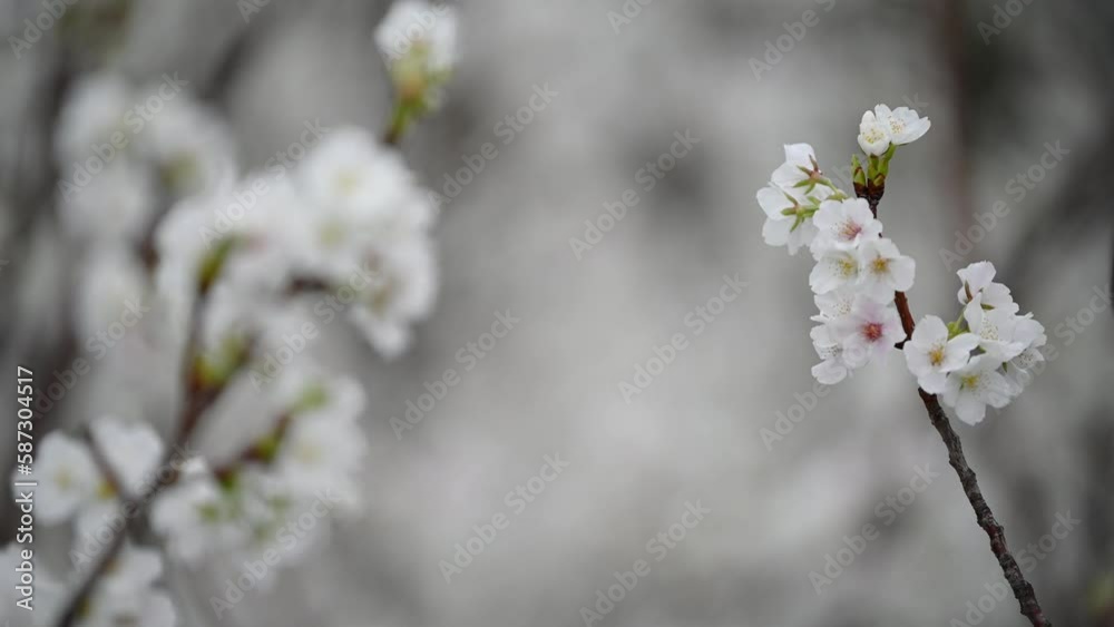Sakura flowers Cherry blossom in Japan sway in the breeze with patterns forming from their shape and the way sunlight and shadow is falling on the flowers. Sakura flowers Cherry blossom in Japan sway in the breeze with patterns forming from their shape and the way sunlight and shadow is falling on the flowers.
