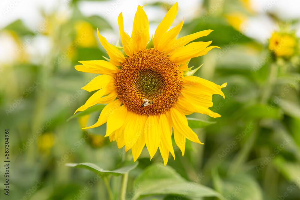 A bee collects honey on a sunflower A bee collects honey on a sunflower
