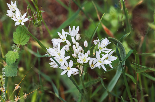 Neapolitan onion, plant with white petals photo