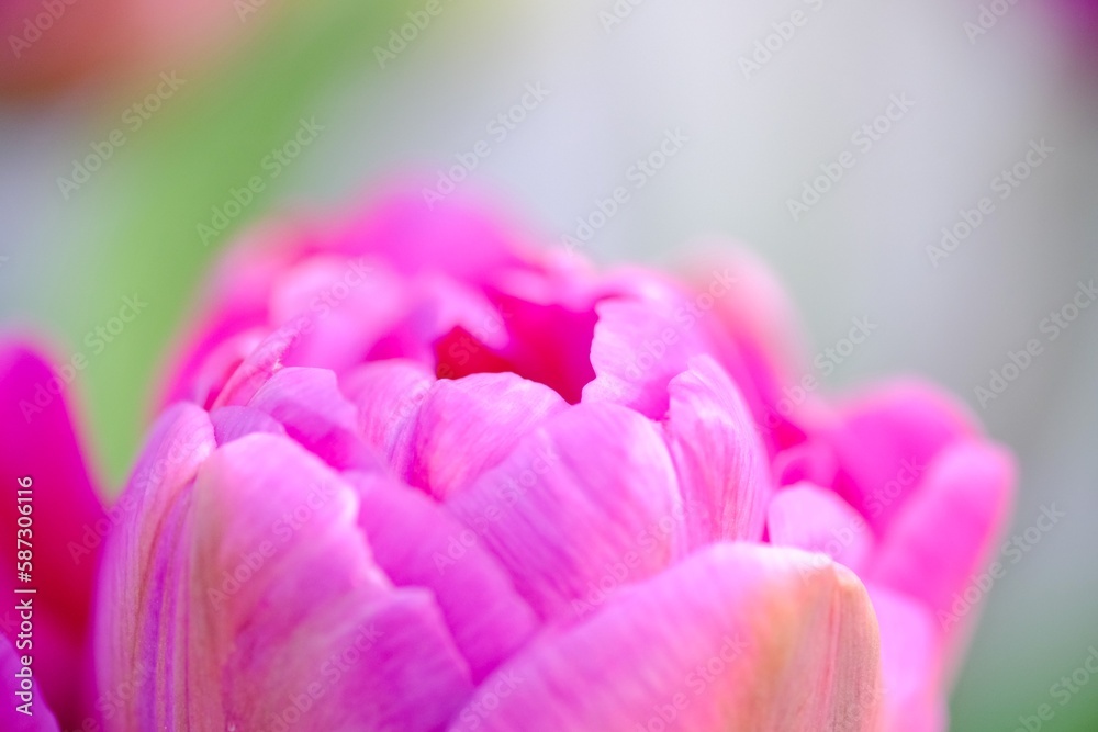 Fototapeta premium チューリップの花びら
