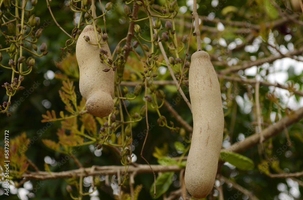 Sausage Tree Kigelia pinnata fruits. Kigelia africana Stock Photo ...