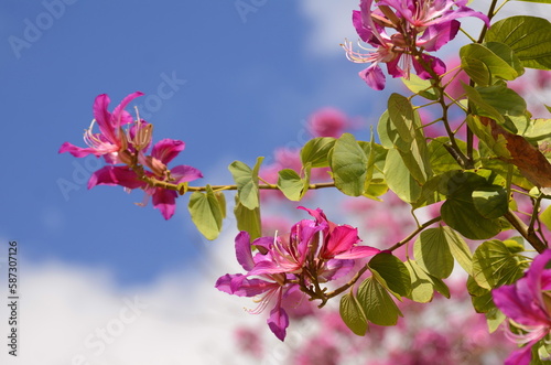 Pink Bauhinia flower blooming, Closeup Purple Orchid Tree or Purple Bauhinia  photo