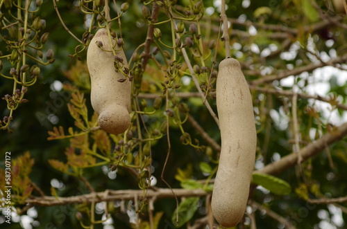 Sausage Tree Kigelia pinnata fruits. Kigelia africana