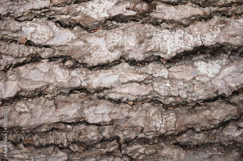 tree bark background. Brown old wood texture