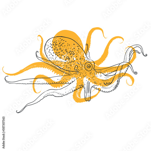Hand drawn vector illustration of octopus