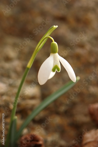 Galanthus, the first white spring flower, snowdrop