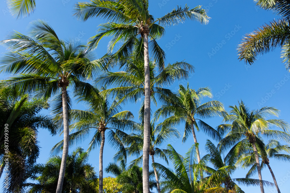 Beautiful, tall foxtail palm trees and blue sky from below