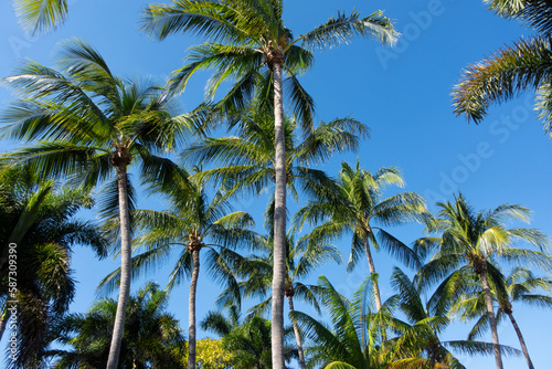 Beautiful  tall foxtail palm trees and blue sky from below