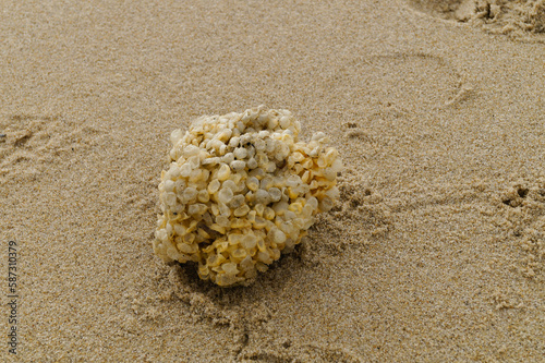 die Laichbälle Wellhornschnecke (Buccinum Undatum) findet man überall am Strand der Nordsee photo