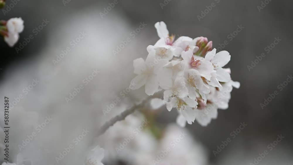 Sakura flowers Cherry blossom in Japan sway in the breeze with patterns forming from their shape and the way sunlight and shadow is falling on the flowers. Sakura flowers Cherry blossom in Japan sway in the breeze with patterns forming from their shape and the way sunlight and shadow is falling on the flowers.