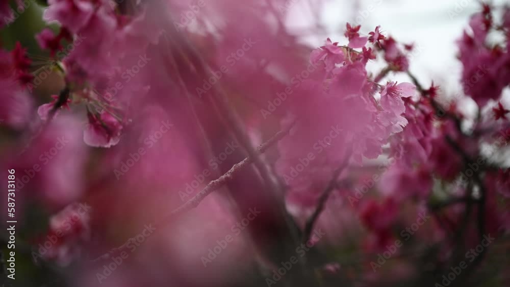 Sakura flowers Cherry blossom in Japan sway in the breeze with patterns ...