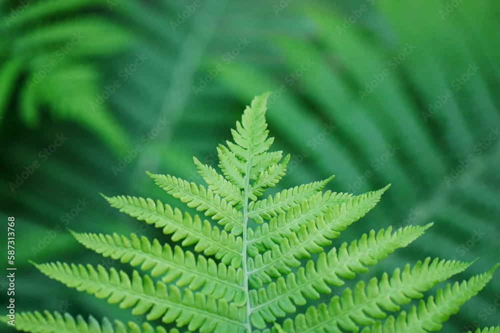 fern leaf in the forest fern leaf in the forest