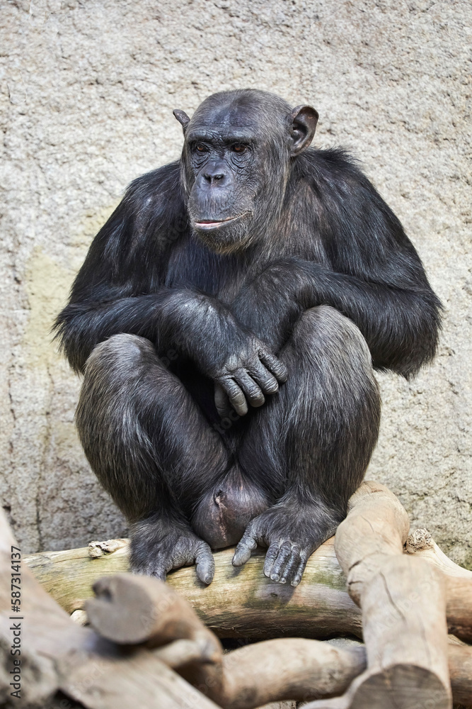 Chimpanzee portrait with fascinating facial expression. Chimpanzee portrait with fascinating facial expression.